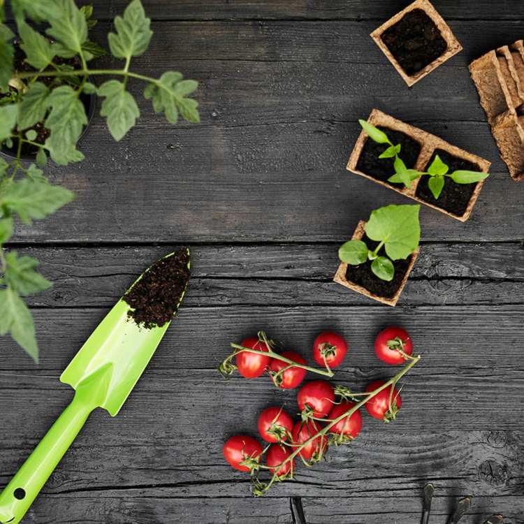 havearbejde børn tomater plantning eksperimenter
