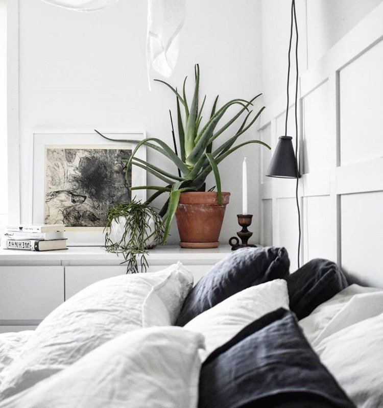 Aloe vera plante til soveværelset, sund luftrensende