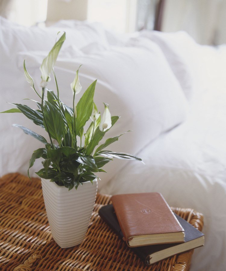 Bedste plante til soveværelset Spathiphyllum skedeblad, bladflag, enkeltblad eller fredslilje