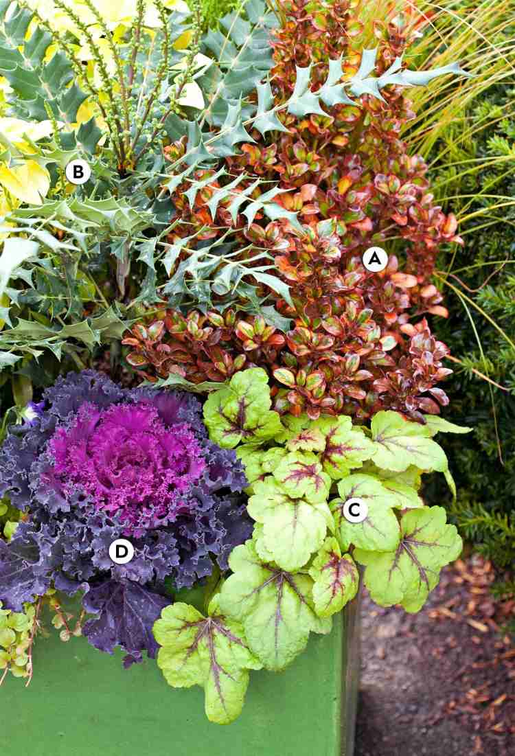 Hvilken beholder planter i efteråret ideer til vinterhærdige prydplanter til terrasse