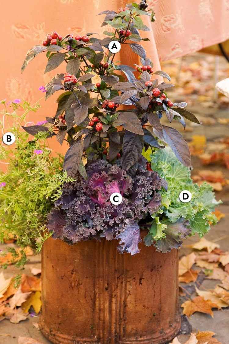 Spand på terrassen med efterårsplanter peberfrugt og prydkål og verbena