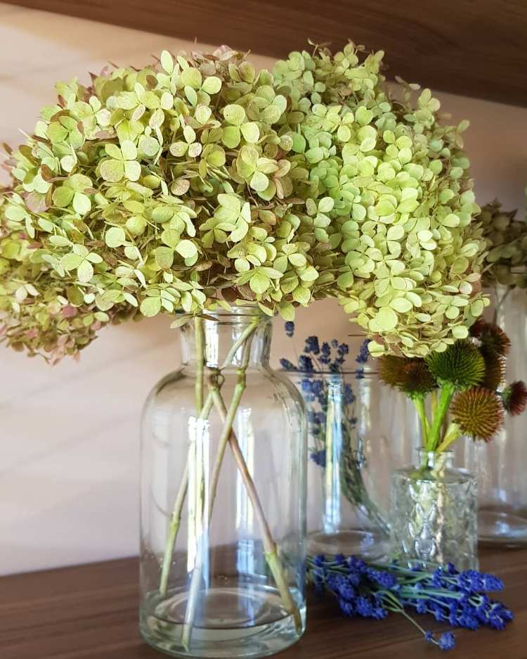 dekorere efterårsdekoration med hortensiaer i glasvaser