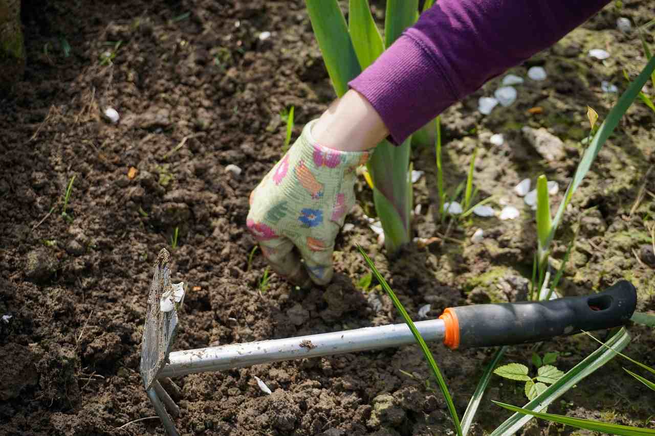 Plantning af en bakke, plantningsinstruktioner, grøntsagssorter, havedrends