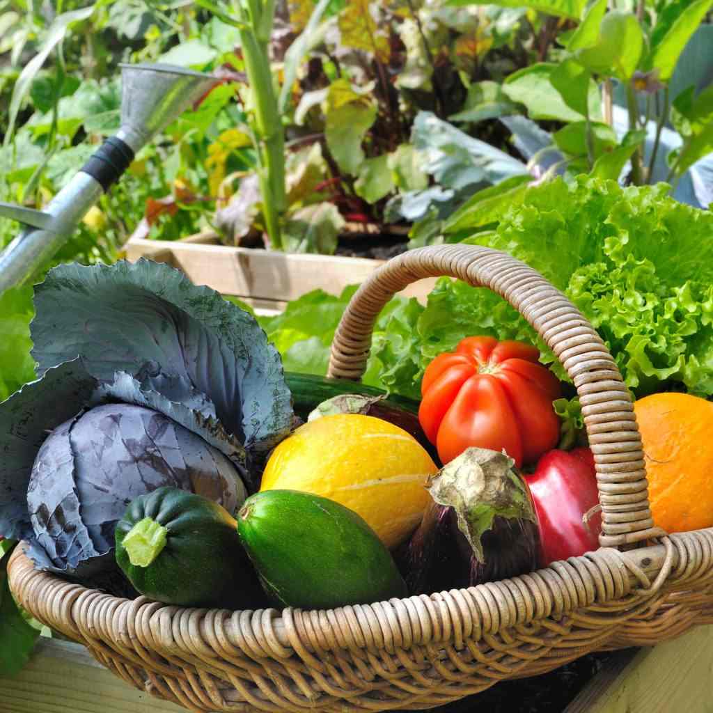 Plantning af en bakke, plantningsinstruktioner, grøntsager, courgette, tomater i haven