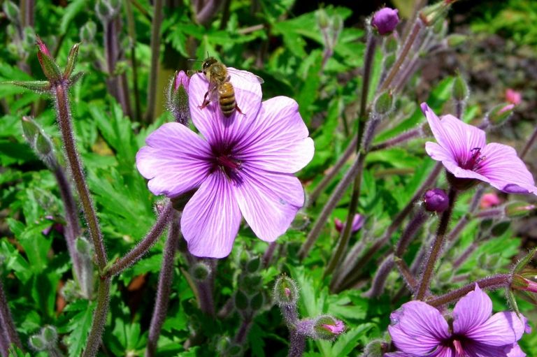 Oprettelse af bakkebede Blomster Bivenlig have Naturbeskyttelse Havetendenser