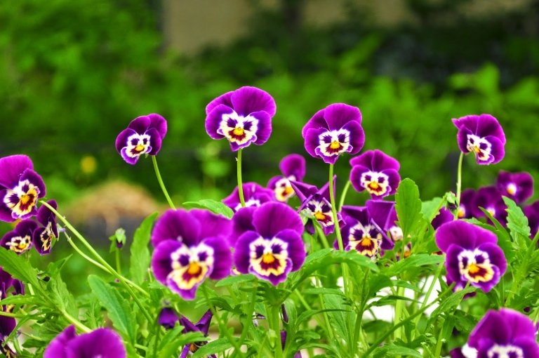 Oprettelse af bakkebede, plantning af blomster, sorter, sommerhave -tendenser 2019