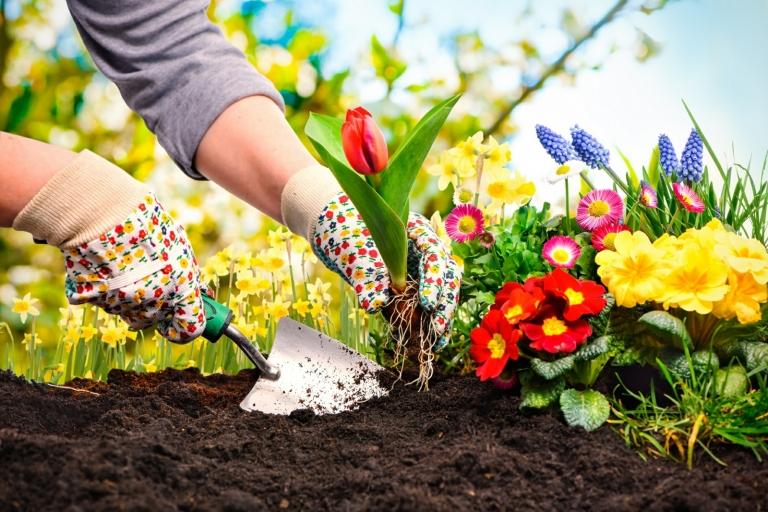 Oprettelse af en bakke enkle instruktioner Plantning af blomster Tulipaner Sommer