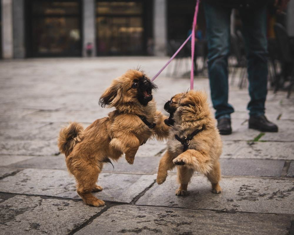 Pekingese hundesygdomme hundetræning som at snuse på po wean hundeskolen