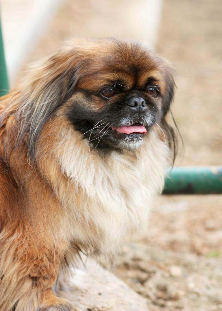 Hundeadfærd Pekingesisk hundetræning, sniffning af balderne, fravænningstip