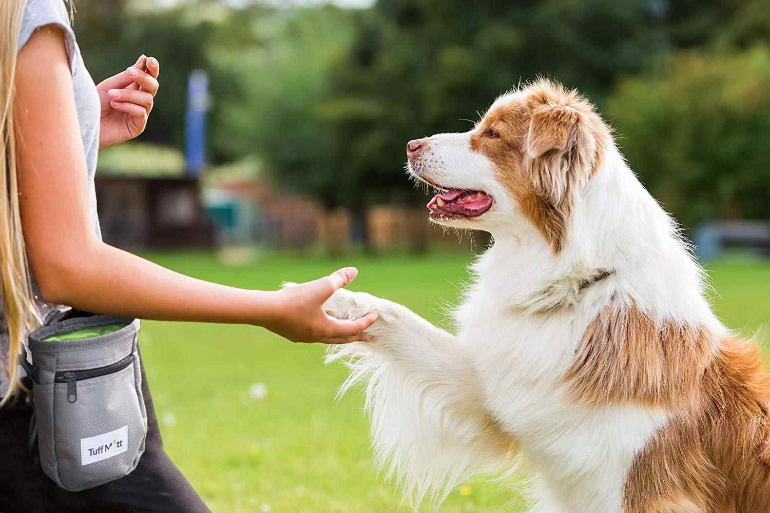 Hunde adfærd, stop med at snuse til balderne