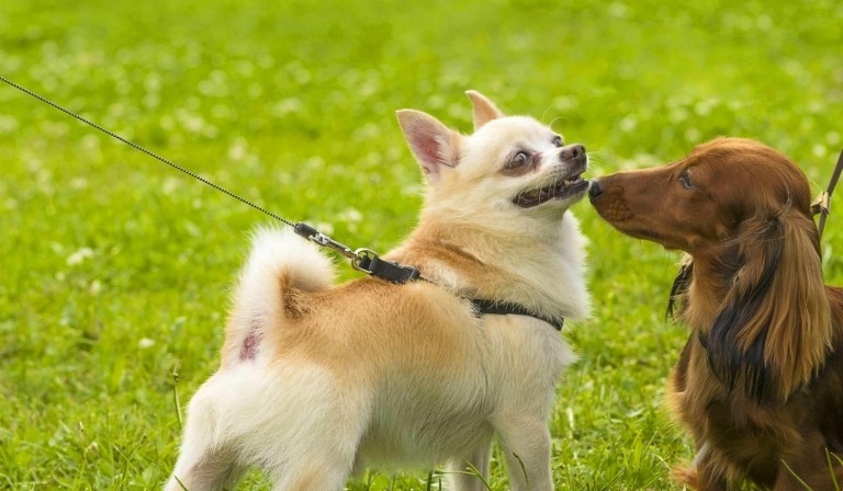 Hundetræning små racer Chihuahua hundeskole, der snuser på balderne