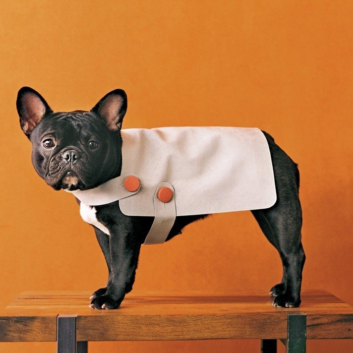 Vinter-hunde-tøj-DIY-fransk-bulldog-hvalpe