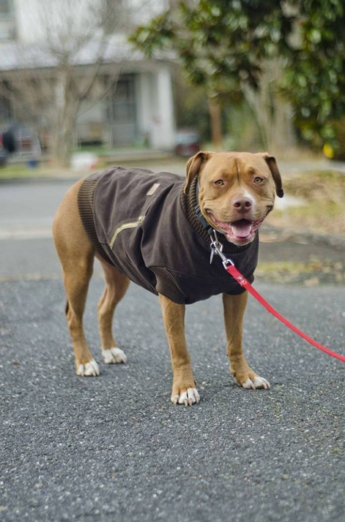 Vinterideer-dyretøj-hundefrakke-sweater