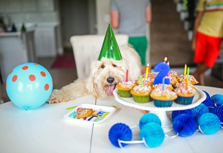 Bag dine egne cupcakes med hakket kød Hunde godbidder opskrift