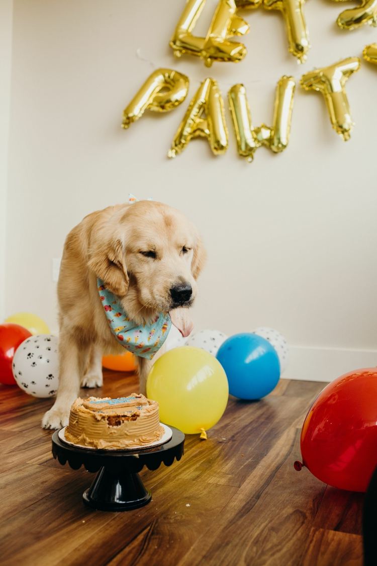 Bag dine egne hundekiks jordnøddesmør hund sund