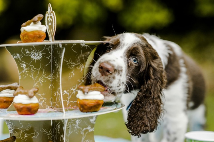 Bag dine egne cupcakes til hunde med jordnøddesmør