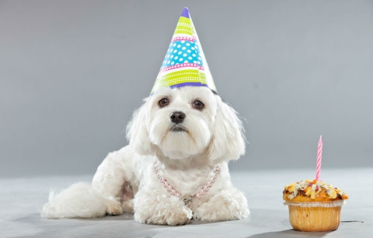 Hundekiksopskrift Hurtige pupcakes med jordnøddesmør