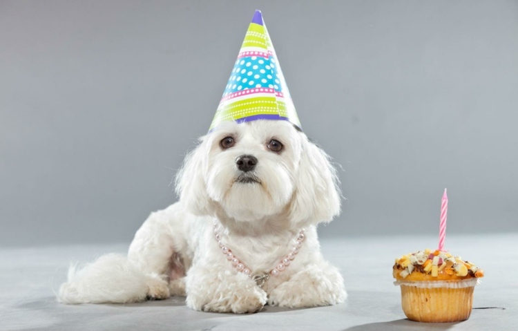 Hundekiksopskrift Hurtige pupcakes med jordnøddesmør