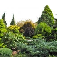 große hohe Nadelblumen in der Landschaftsgestaltung des Vorstadtbereichs Foto