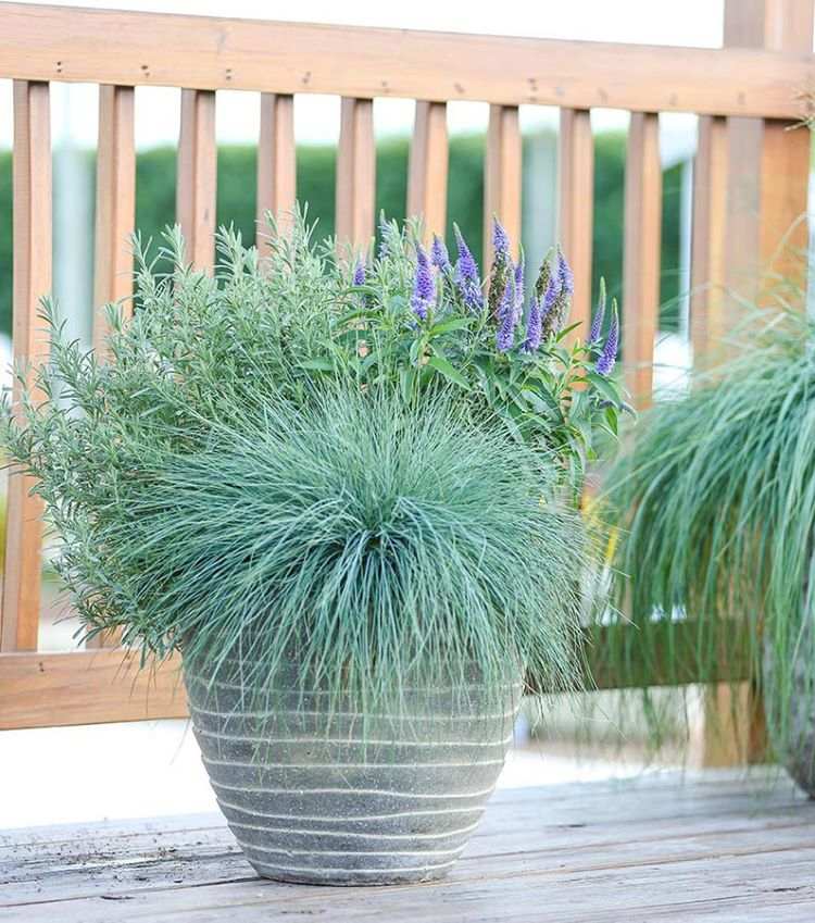 Containerplanter til terrassen til fuld sol Blåsvingel og lavendel og speedwell