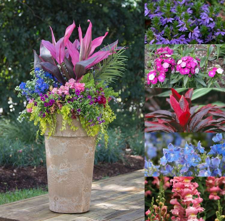 Containerplanter til terrasse Ideer til sommerplantning med blomster