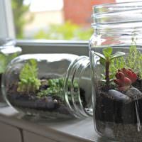 Levende planter i glasskrukker