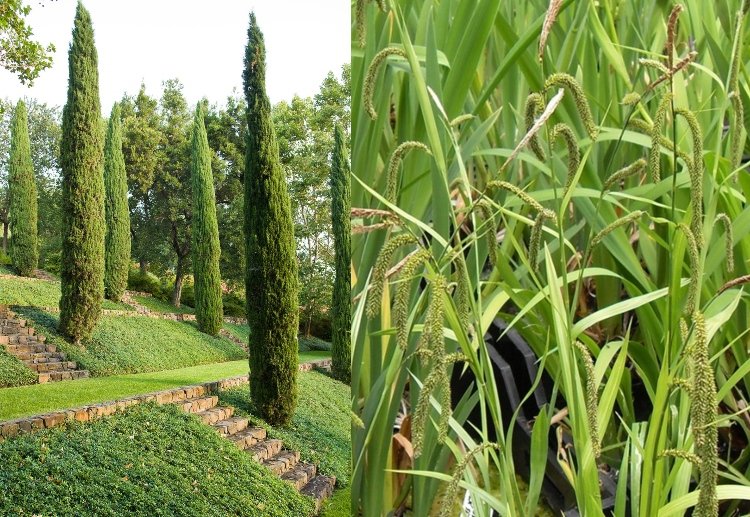Stedsegrønt bunddække til skygge kæmpestamme, der vokser under cypresser