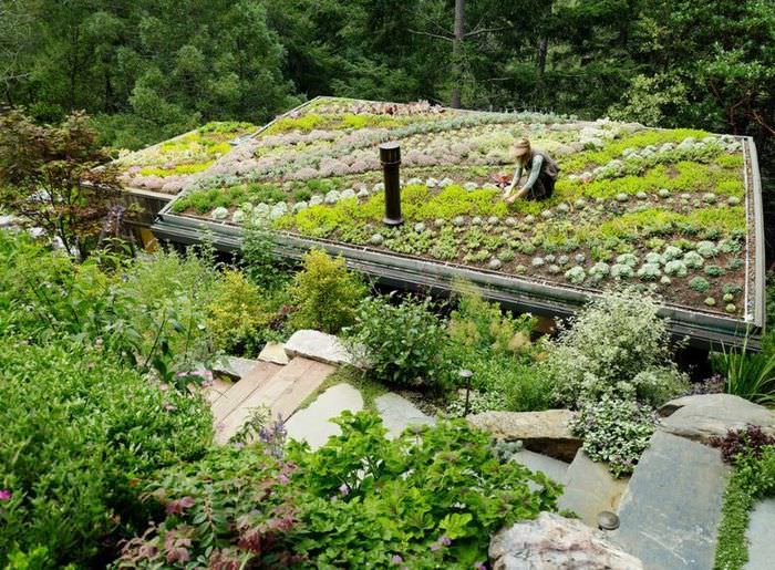 Använda ett platt tak på ett hus som trädgård och grönsaks trädgård