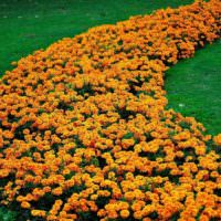 Rasendekoration mit orangefarbenen Ringelblumen