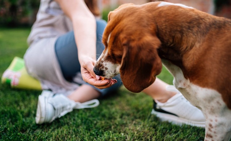 ketodiet er velegnet til hunde, hvilken kost er egnet til epilepsi hos hunde