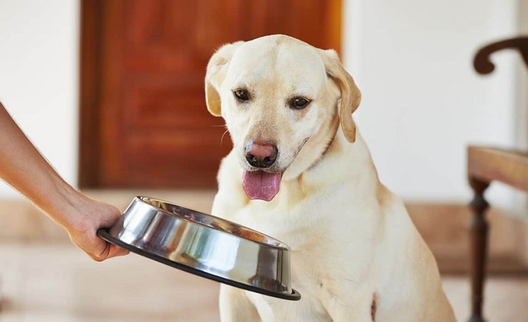 Keto -diæt til hunde er farligt at behandle epilepsi hos hunde