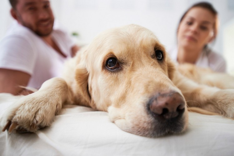 Ændring af kosten til epilepsi hos hunde gør ketodiet velegnet til hunde