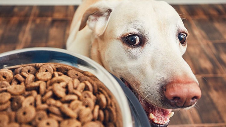 Epilepise hos hunde Hvilken ernæring Keto kost til hunde fordele