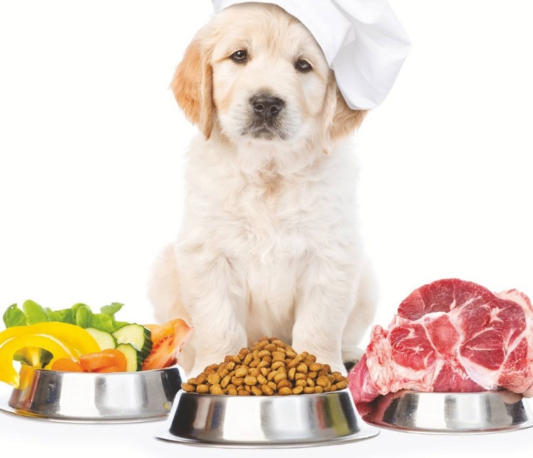 Fordele ved lavt kulhydratnæring, keto -kosten er velegnet til hunde