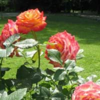 un exemplu de utilizare a trandafirilor strălucitori în fotografia de amenajare a peisajului