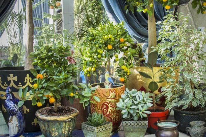 Izbové citróny a iné rastliny v zimnej záhrade na balkóne