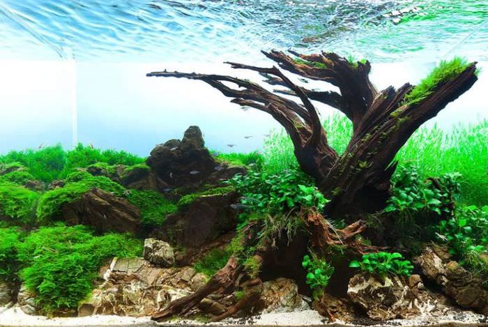 Puiden juuret akvaarion sisällä