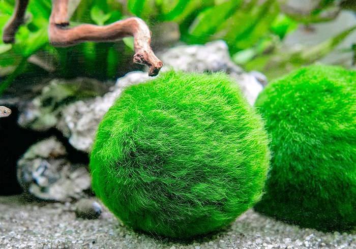 Vihreät levät pallot akvaarion pohjassa