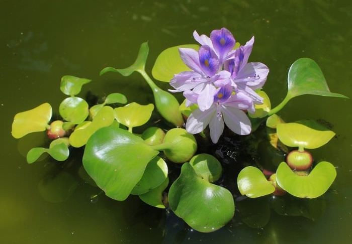 Νερό υάκινθος eichornia με λιλά λουλούδια