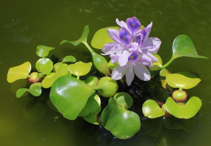 Vesihyasintti -eichornia lila -kukilla