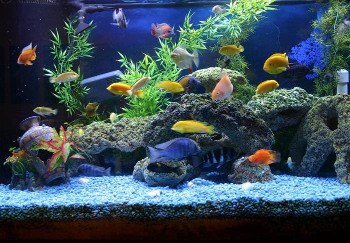 تعيش الأسماك في حوض السمك في المنزل
