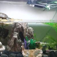 Kilpikonna -akvaario, jonka pinta -ala on