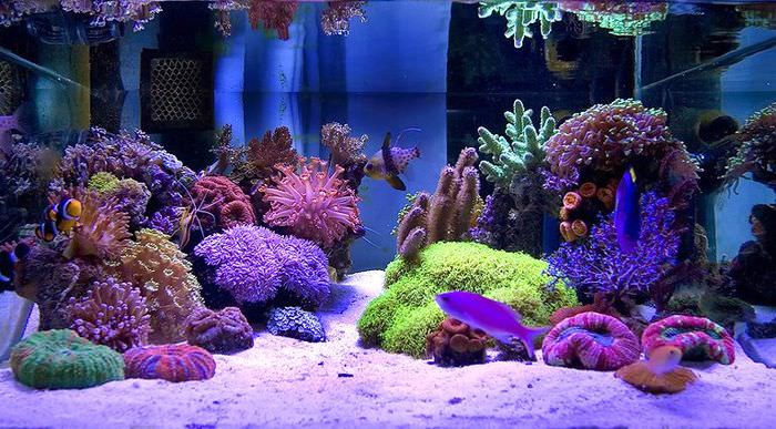 Kaunis vedenalainen maailma korallien kanssa