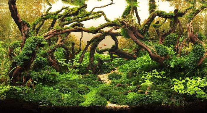 Akvaarion koristelu juurilla ja levillä