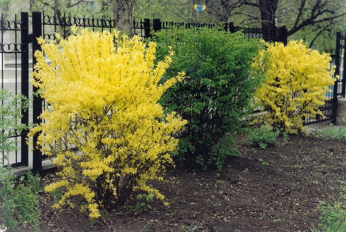 Žluté forsythiové keře poblíž plotu letní chaty