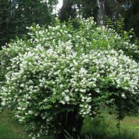Üppiger Busch mit weißen Blüten
