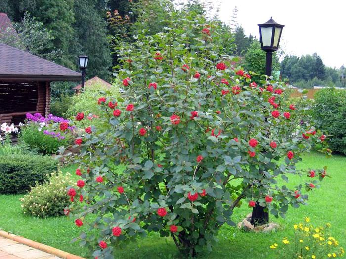 Piros viburnum bokor a külterületi tájban