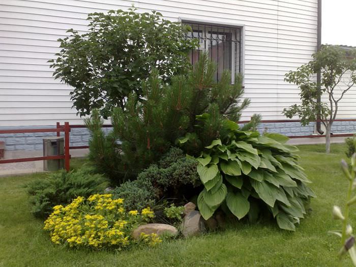 Hosta keř rostoucí pod stálezelenými větvemi borovice horské