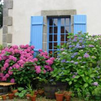 Hortensienbüsche vor den Fenstern des Landhauses