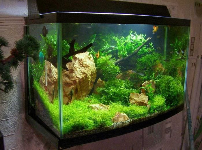 nápad na originálnu výzdobu domáceho akvária